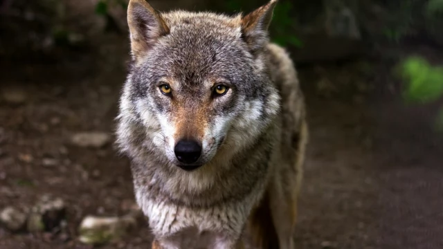 Tczew - Wilk na terenie gminy Pelplin. Jak się zachować?
