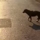 Tczew - Kto puszcza samopas psy na terenie Starego Miasta?