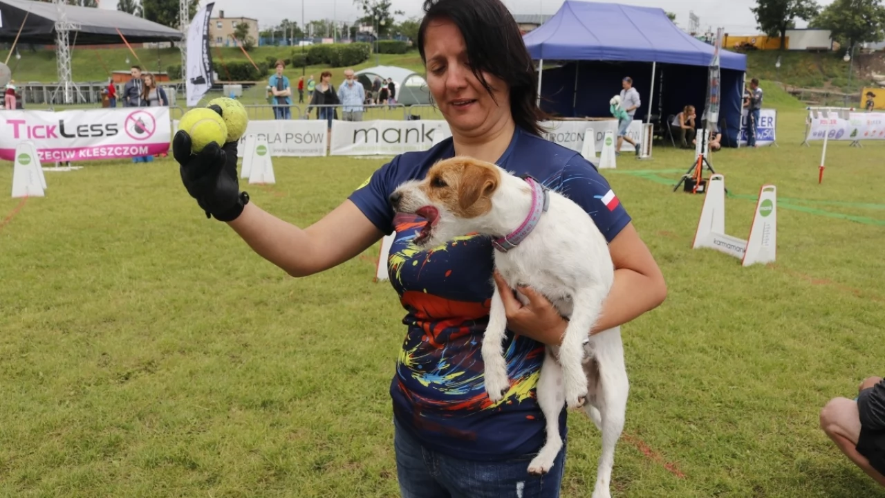 Tczew - Zawody Flyball, czyli wyścig psich sztafet