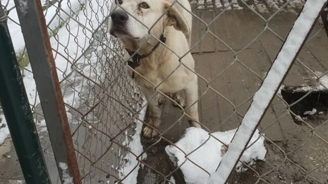 Tczew - Wychudzony, zapchlony, sam "leczył się" po wypadku. Animalsi chcą ukarania właścicielki Asa