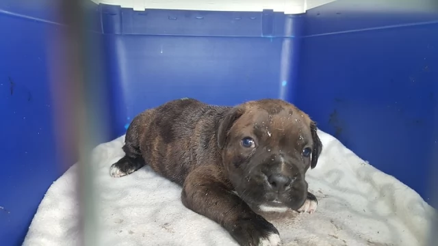 Tczew - Szczeniak zamknięty w małym kojcu prawie usmażony! Animalsi ze specjalnym apelem