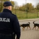 Tczew - Psy biegały bez opieki - właściciel odpowie przed sądem
