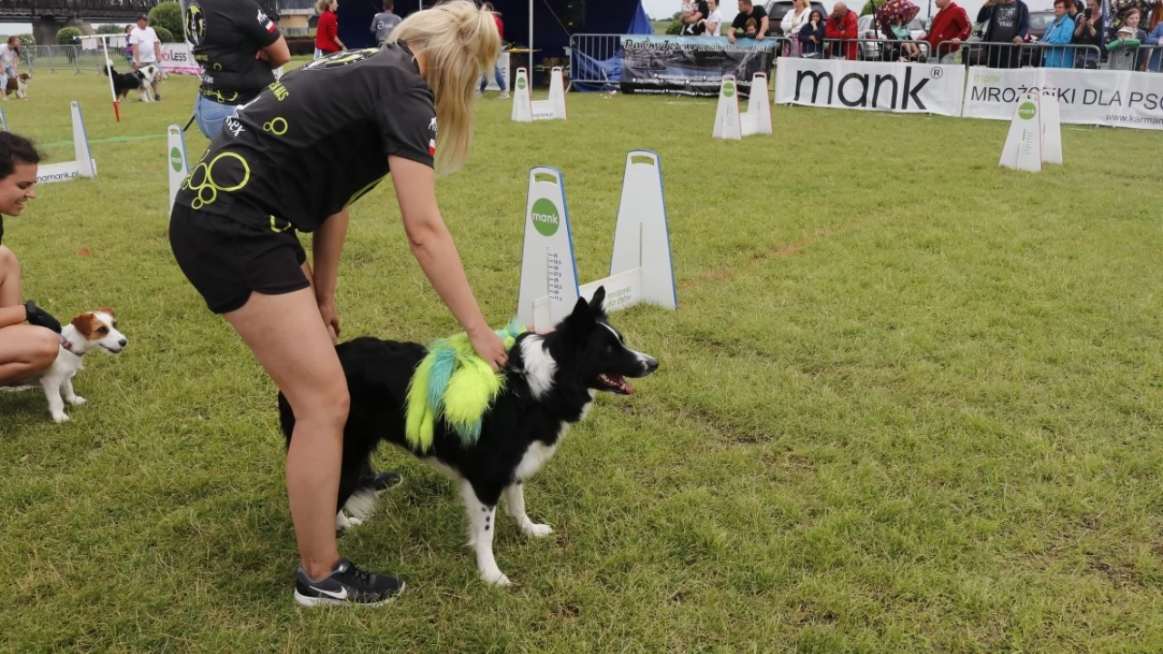 Tczew - Zawody Flyball, czyli wyścig psich sztafet