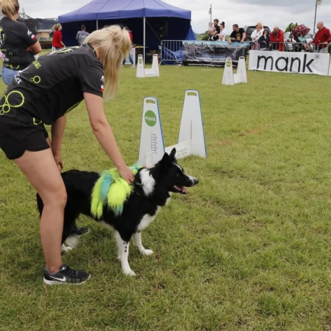 Tczew - Zawody Flyball, czyli wyścig psich sztafet