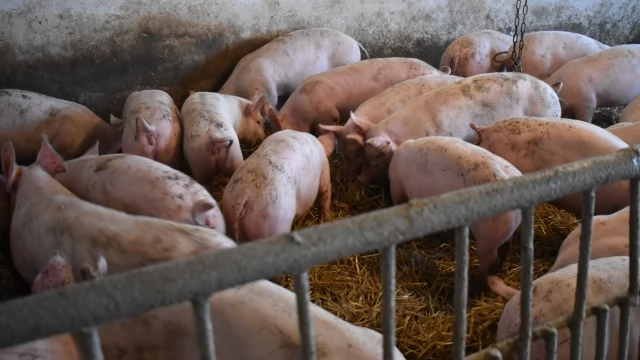 Tczew - Nocny pożar w Piaseckim Polu. Pomoc pilnie potrzebna!