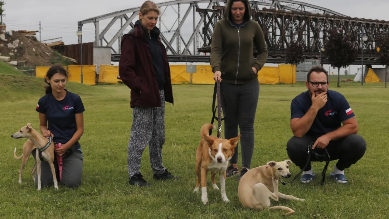 Tczew - Zawody Flyball, czyli wyścig psich sztafet