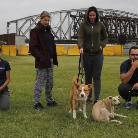 Tczew - Zawody Flyball, czyli wyścig psich sztafet