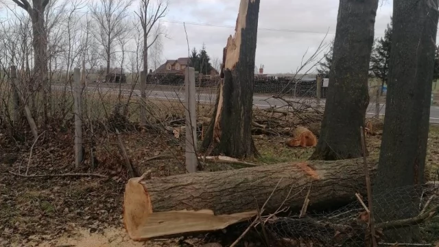 Tczew - Drzewa runęły obok pomnika upamiętniającego jedną z pierwszych ofiar wojny