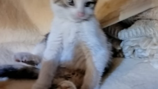 Tczew - Pomagamy jak możemy.