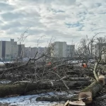 Tczew - Trwa wycinka drzew przy SP1 - "na jednym z drzew bytuje sowa"