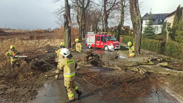 Tczew - Połamane drzewa, odbiorcy bez prądu - wichura w powiecie tczewskim
