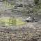Tczew - Ruszają działania ratunkowe dla stawku na Bajkowym