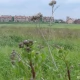 Tczew - Wraca sprawa biogazowni. Mieszkańcy chcą zablokować inwestycję