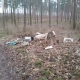 Tczew - Dzikie wysypiska w lasach. Dlaczego niszczycie przyrodę?