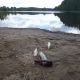 Tczew - Zapraszają na wspólne sprzątanie okolic jeziora Rokickiego