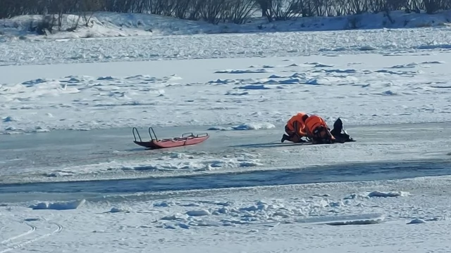 Tczew - Lód załamał się pod sarną. Strażacy ruszyli na pomoc
