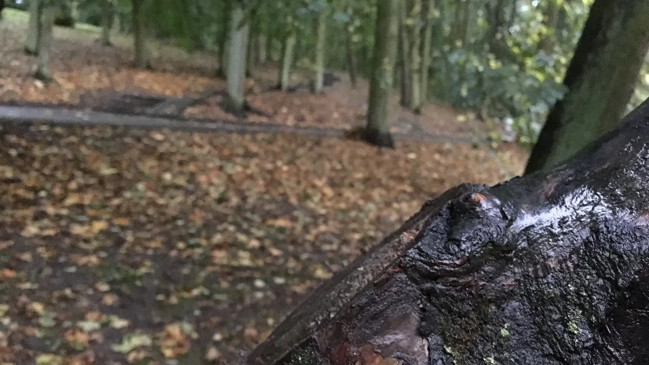 Tczew - Park Miejski jesienią z dnia 7.10.2016