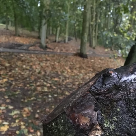 Tczew - Park Miejski jesienią z dnia 7.10.2016