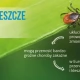 Tczew - Uwaga na kleszcze. Rozpoczęły aktywność, która będzie trwać aż do listopada