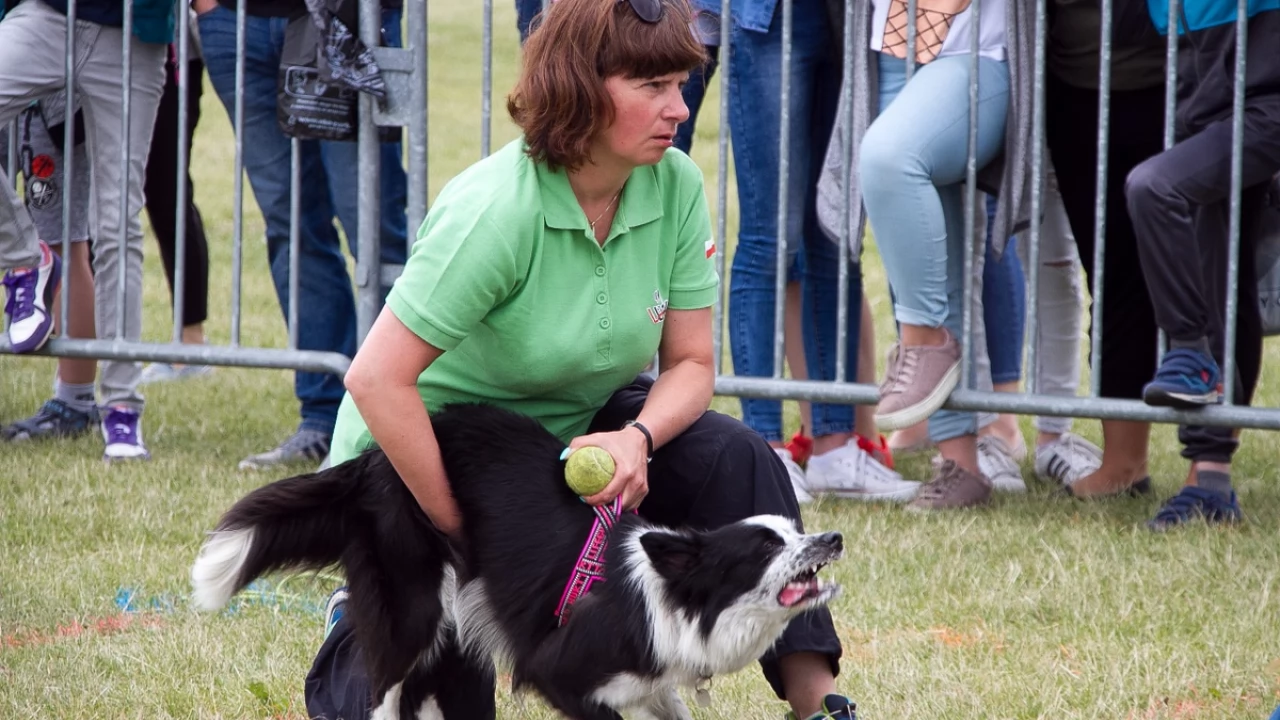 Tczew - Flyball - Wyścigi Psich Sztafet nad Wisłą