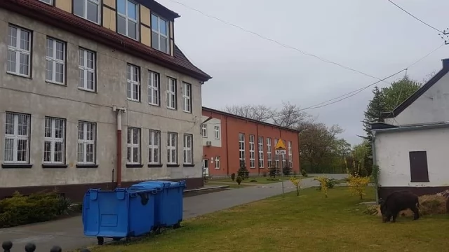 Tczew - Dzik przemierza miasto