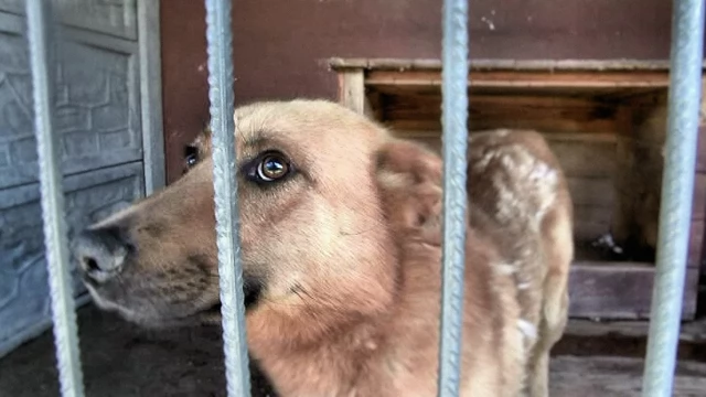 Tczew - Będzie kamera przy bramie schroniska i nagrywanie tych, którzy przerzucają zwierzaki przez płot?