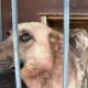 Tczew - Dwaj pijani mężczyźni skatowali psa - zwierzę trzeba było uśpić