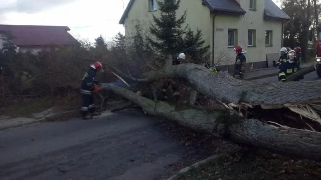 Tczew - Wichura na Pomorzu. Pracowita niedziela dla strażaków i energetyków