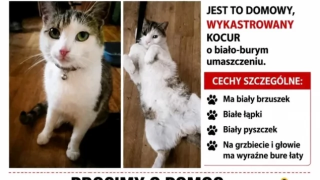Tczew - Zaginął kot Kazik