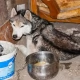 Tczew - OTOZ Animals - "dziękujemy panu Piotrowi, że zareagował na cierpienie psa i uratował Diega"