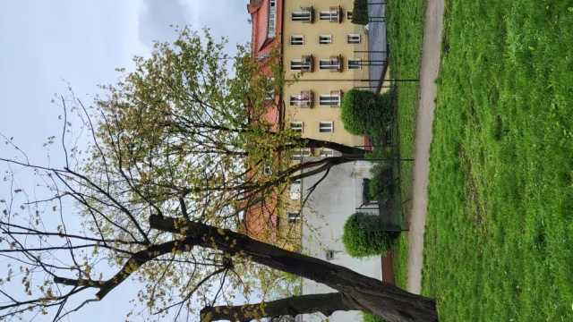 Tczew - Niszczenie drzew