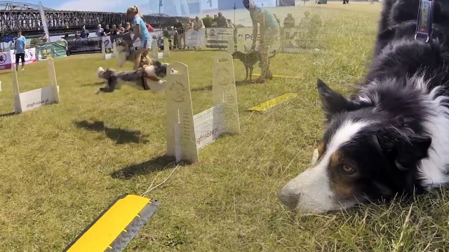 Tczew - Wyścigi psich sztafet Flyball - wspomnienia