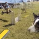 Tczew - Wyścigi psich sztafet Flyball - wspomnienia