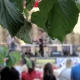 Tczew - Piknik na Górkach (wideo)
