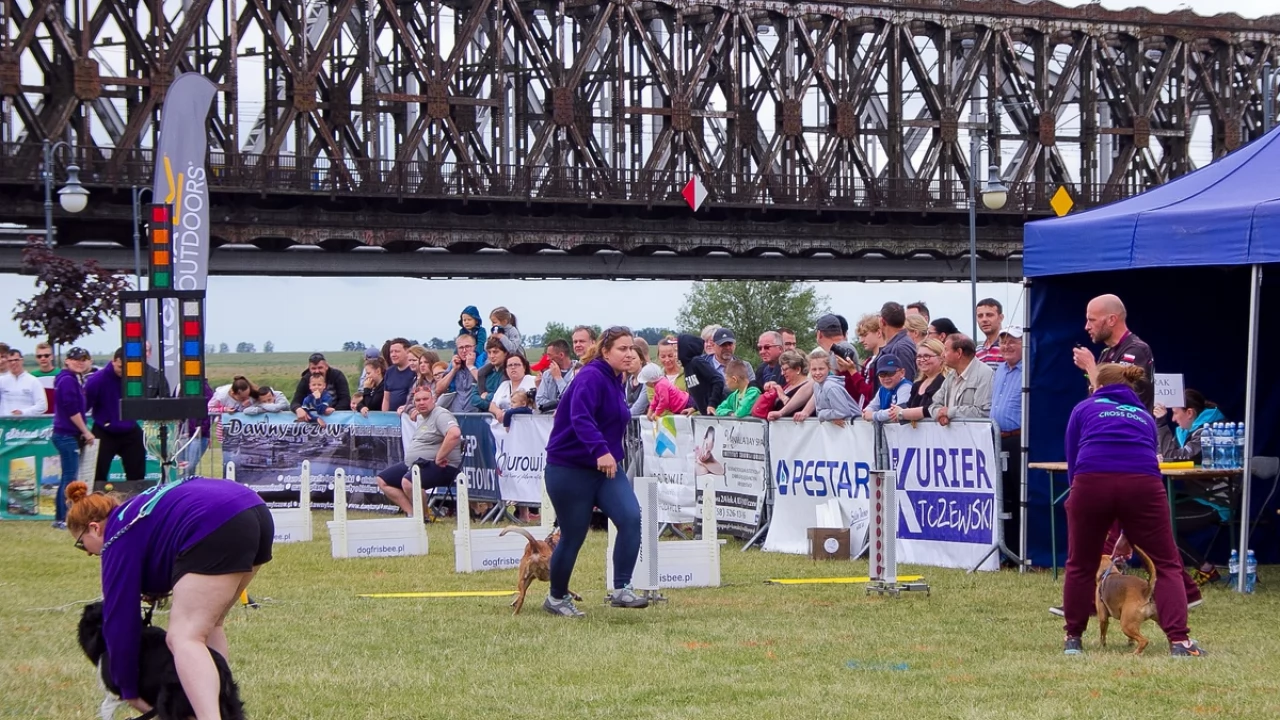 Tczew - Flyball - Wyścigi Psich Sztafet nad Wisłą