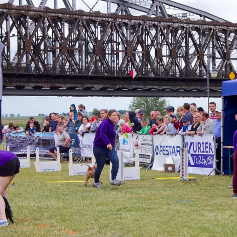 Tczew - Flyball - Wyścigi Psich Sztafet nad Wisłą