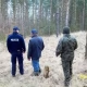 Tczew - Ukradł z lasu osiem sosen
