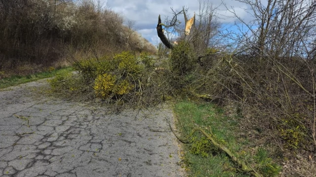 Tczew - Strażacy usuwali skutki wichury