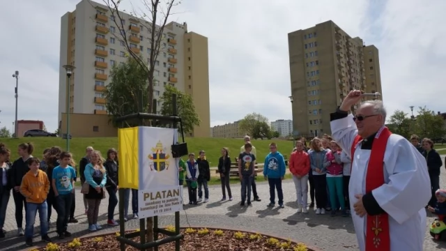Tczew - W Tczewie rośnie platan dedykowany Janowi Pawłowi II