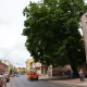 Tczew - Kasztanowiec idzie pod topór - w zamian 40 nowych drzew