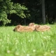 Tczew - Nie ratuj, nie dotykaj, nie zabieraj. Myśliwi ostrzegają - trwa leśny baby boom
