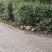 Tczew - Lis w parku miejskim