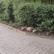 Tczew - Lis w parku miejskim