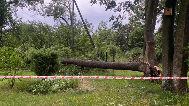 Tczew - Silna burza nad Tczewem i okolicą. Połamane drzewa, zerwane linie