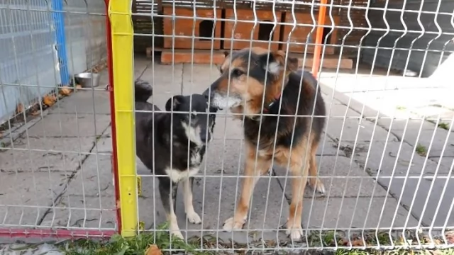 Tczew - Sprawdzamy z kamerą, czego najbardziej potrzeba w schronisku przed zimą