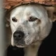 Tczew - DogTrekking w Pelplinie. "Zapowiada się ciekawie i widowisko"