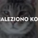 Tczew - Znaleziono kota - czerwona bandamka, obroża