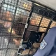 Tczew - Efekt policyjnych działań - 16 zatrzymanych w 2 dni