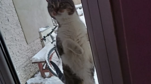 Tczew - Zaginęła kotka - czeka nagroda