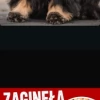 Tczew - Zaginął pies rasy Cocker Spaniel Angielski ABBY
